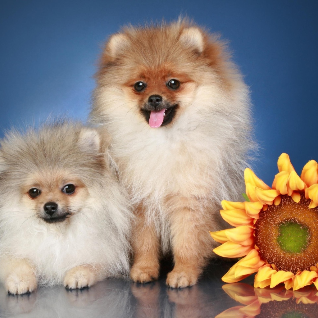 Две пушистые собаки