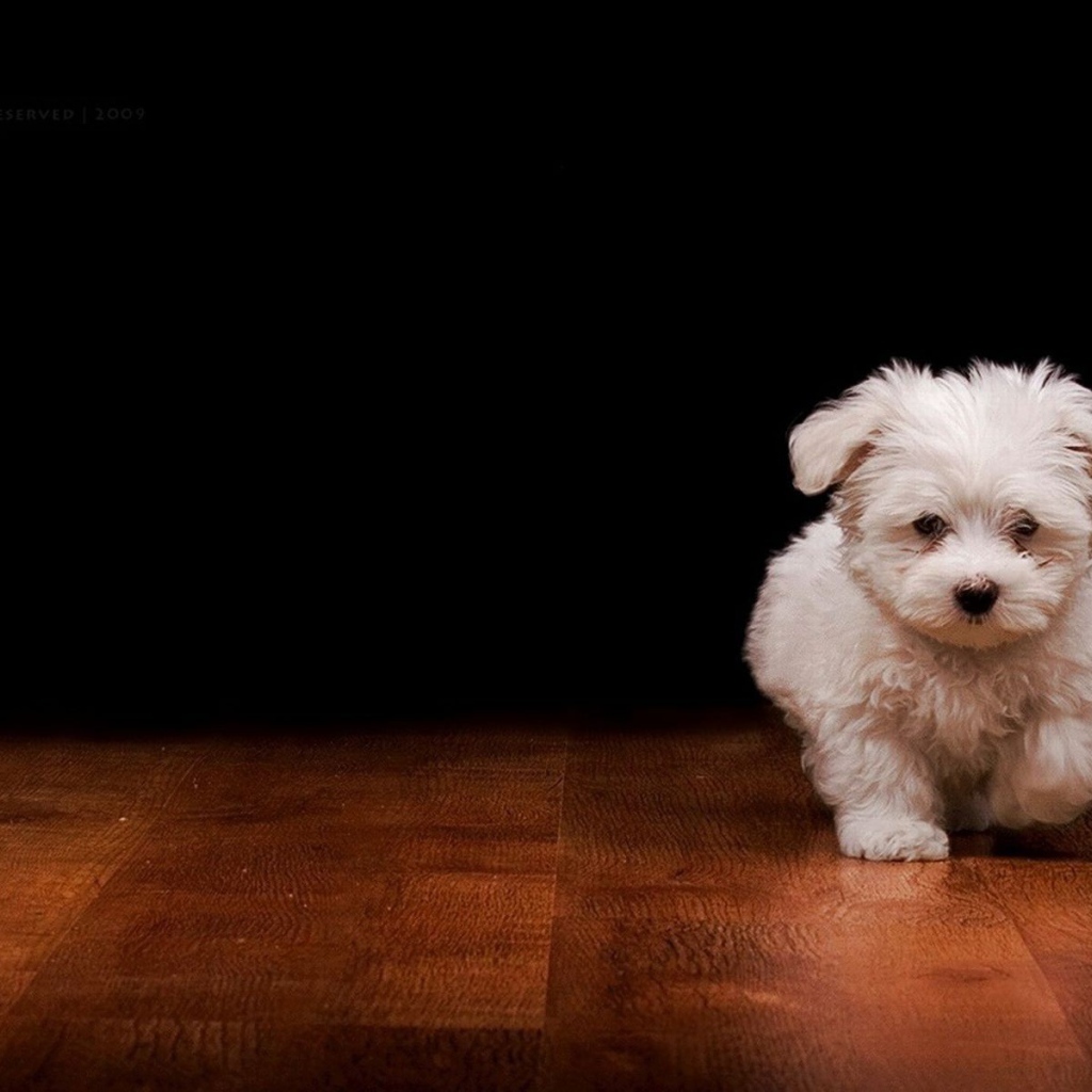 Белый пушистый щенок на полу