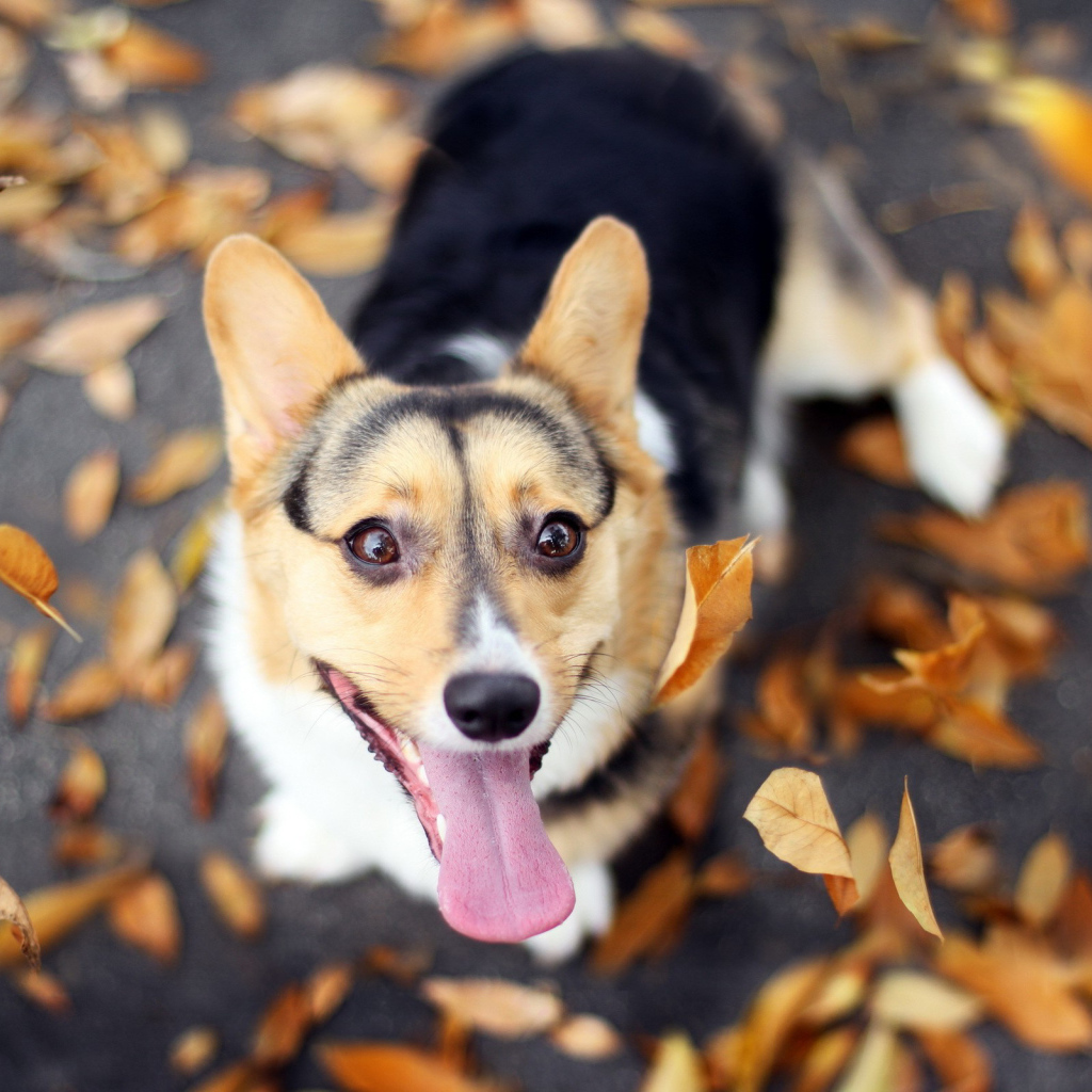 Вельш-корги на осенней листве