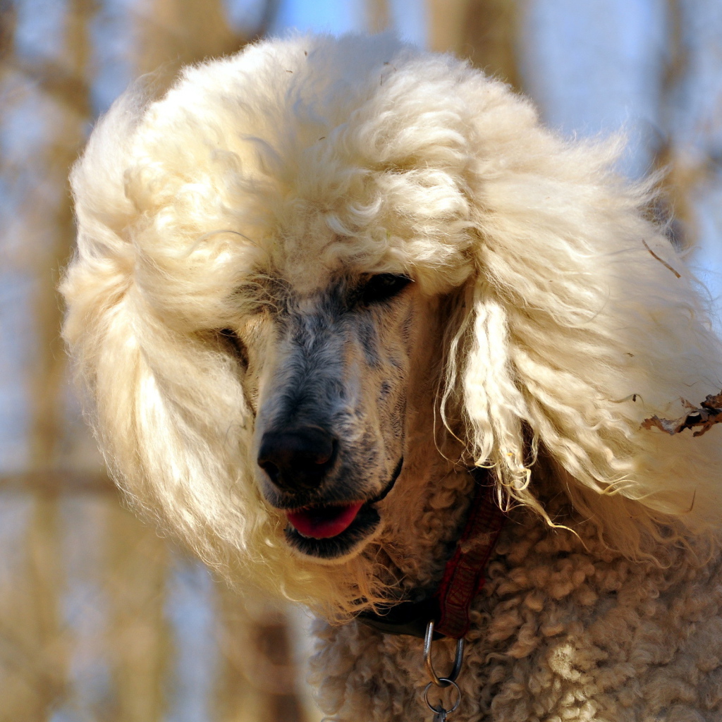 Белый красивый пудель