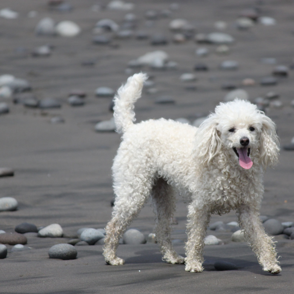 Пудель гуляет по пляжу