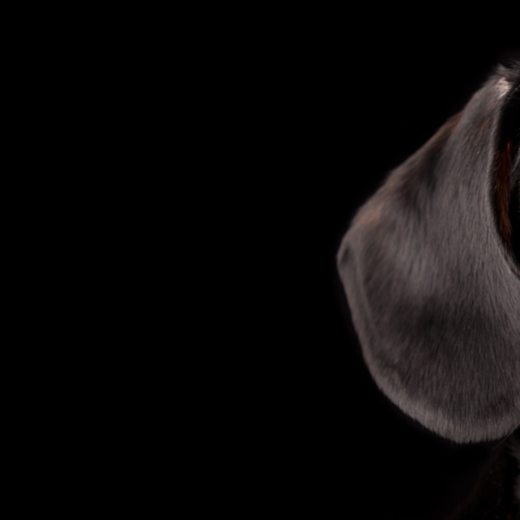 Выразительный взгляд таксы