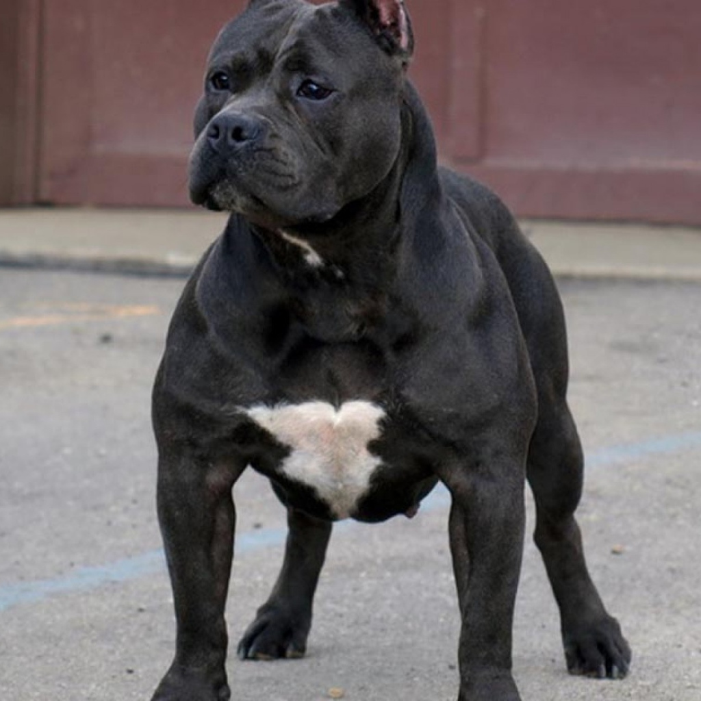 Черный питбуль