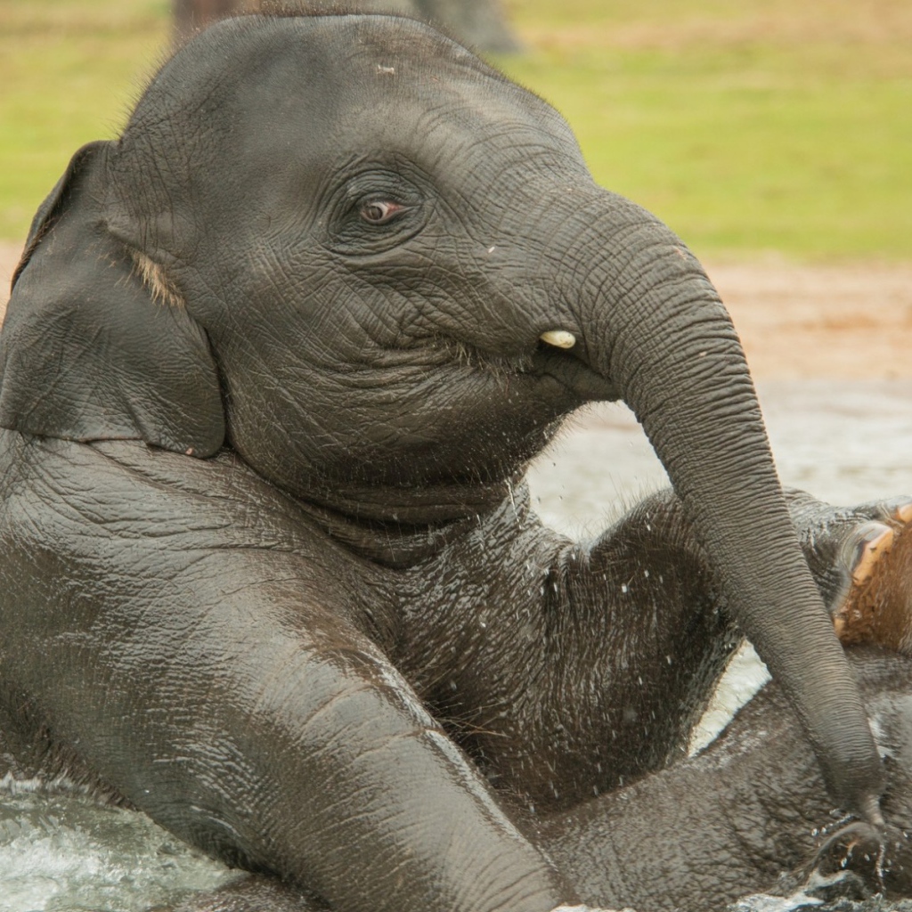 Слон купается в воде