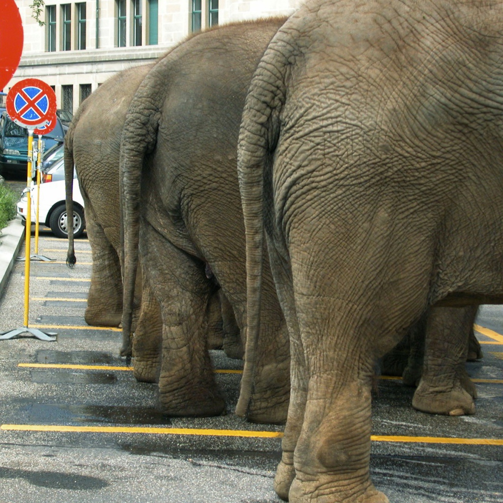 Слоны на парковке