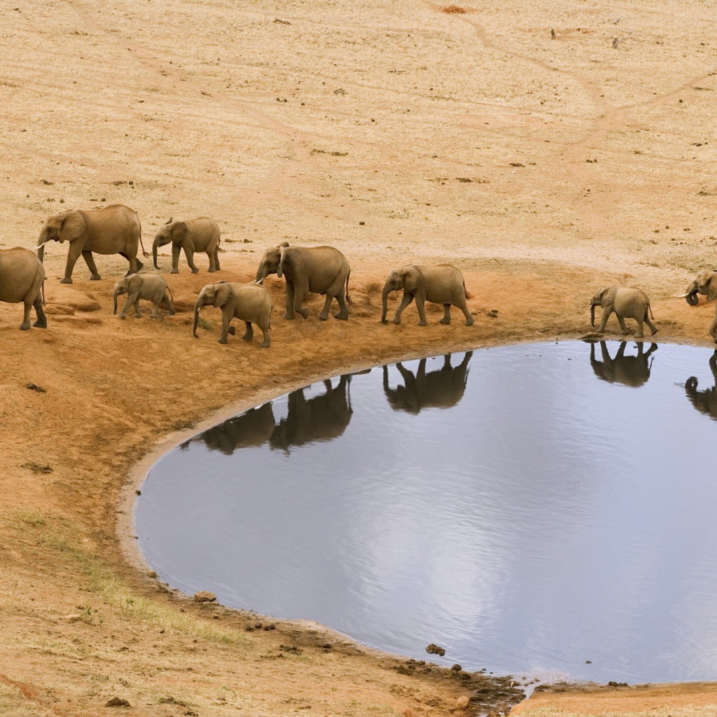 Стадо африканских слонов