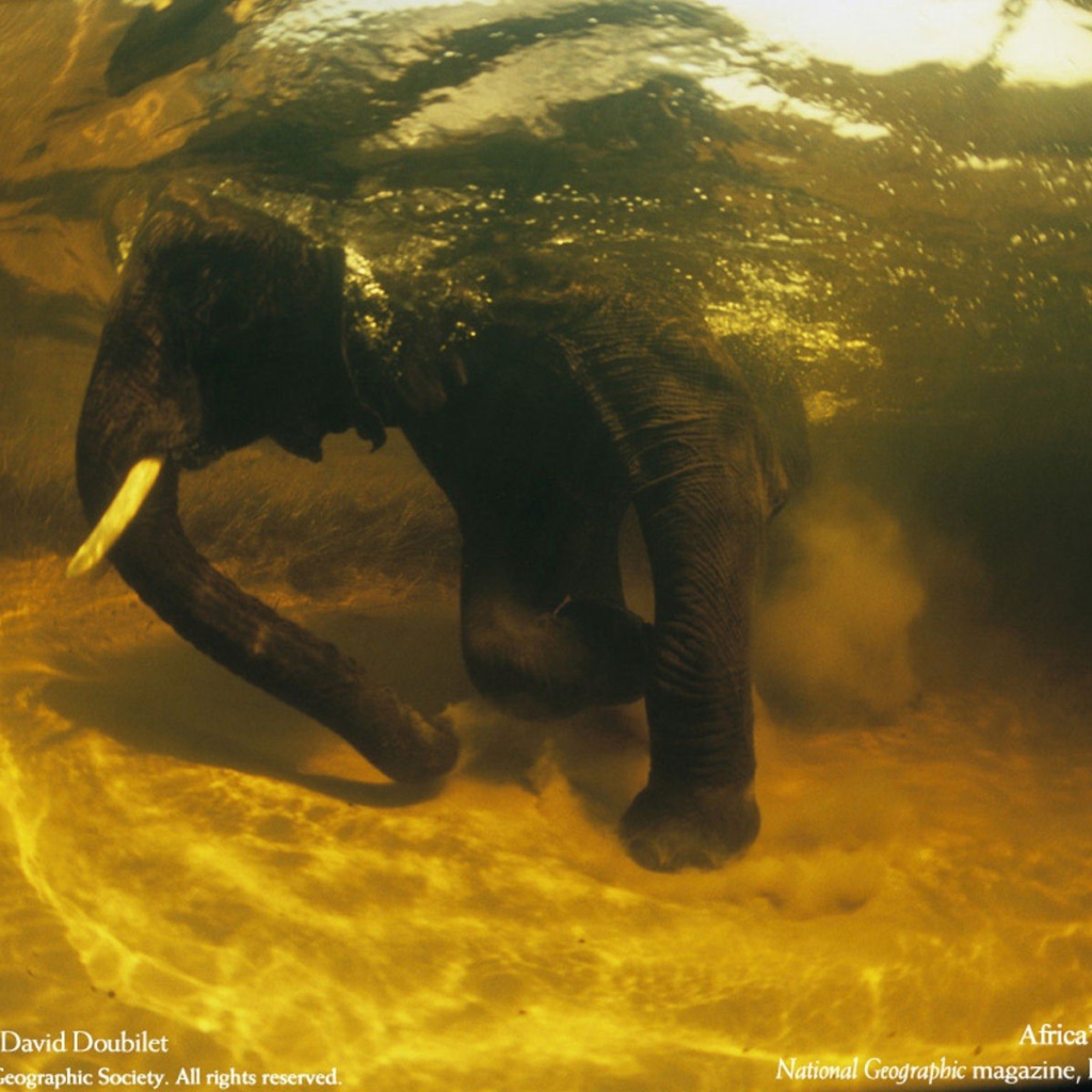 Африканский слон под водой