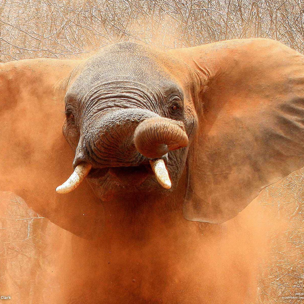 Слон в песке