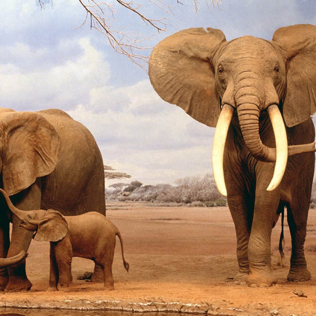 Звук слоника. Слоны удивительные животные. Семья слонов. 4 Слона.