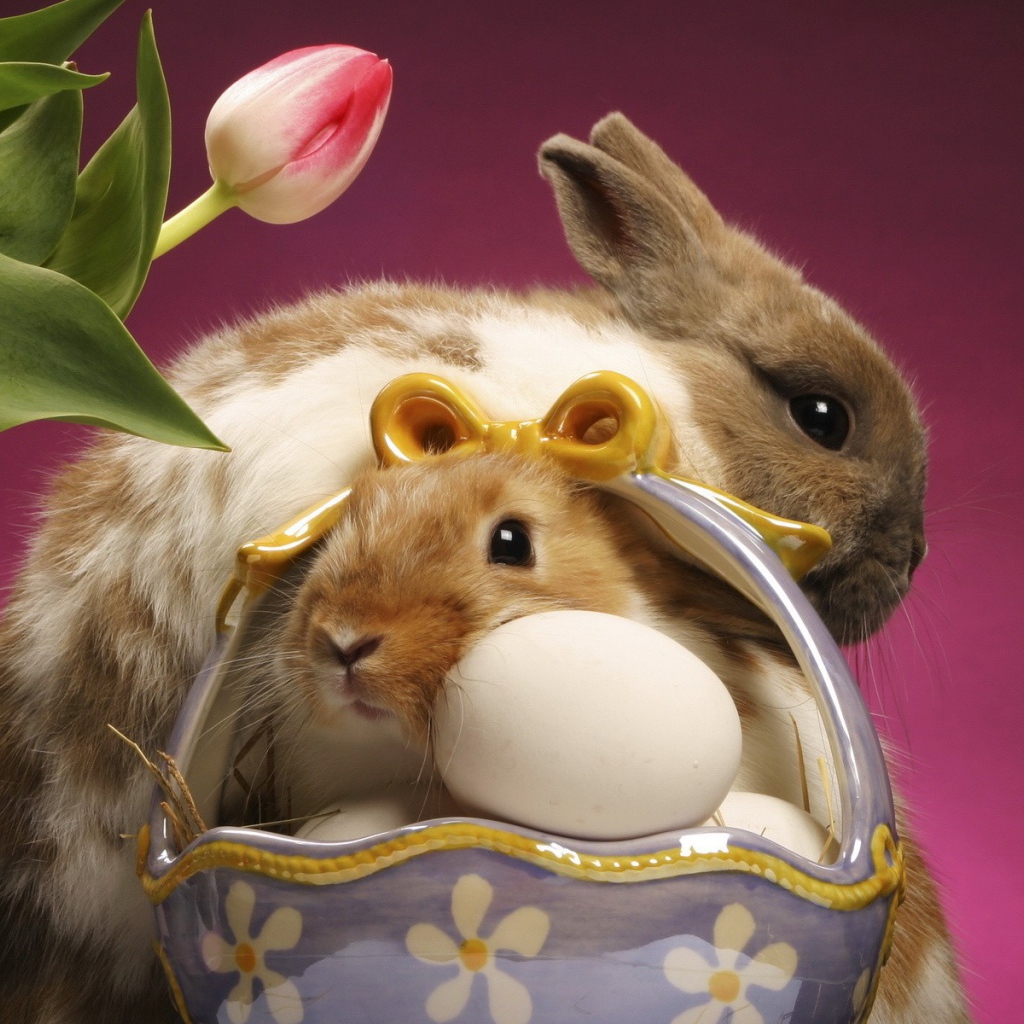 Кролики и куриные яйца