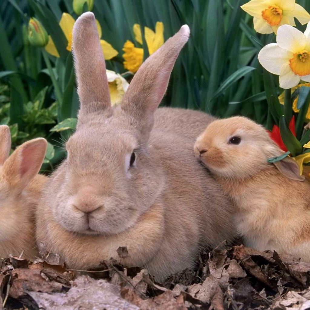 Крольчиха с крольчатами