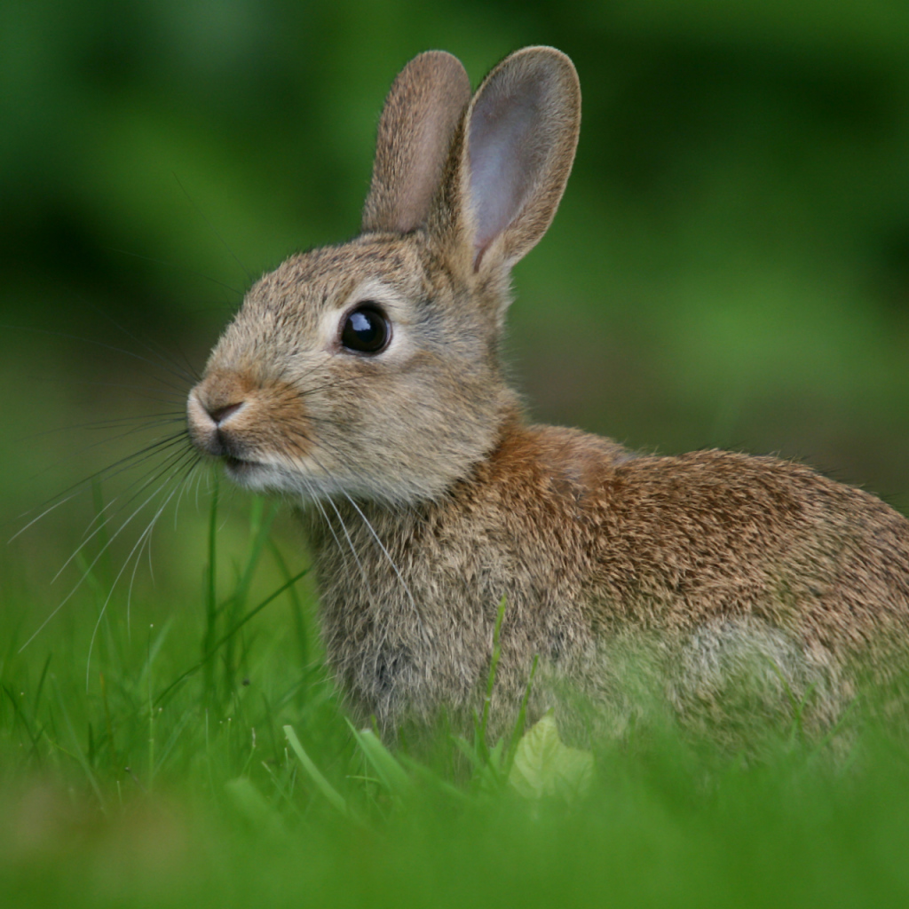 Hare in the grass