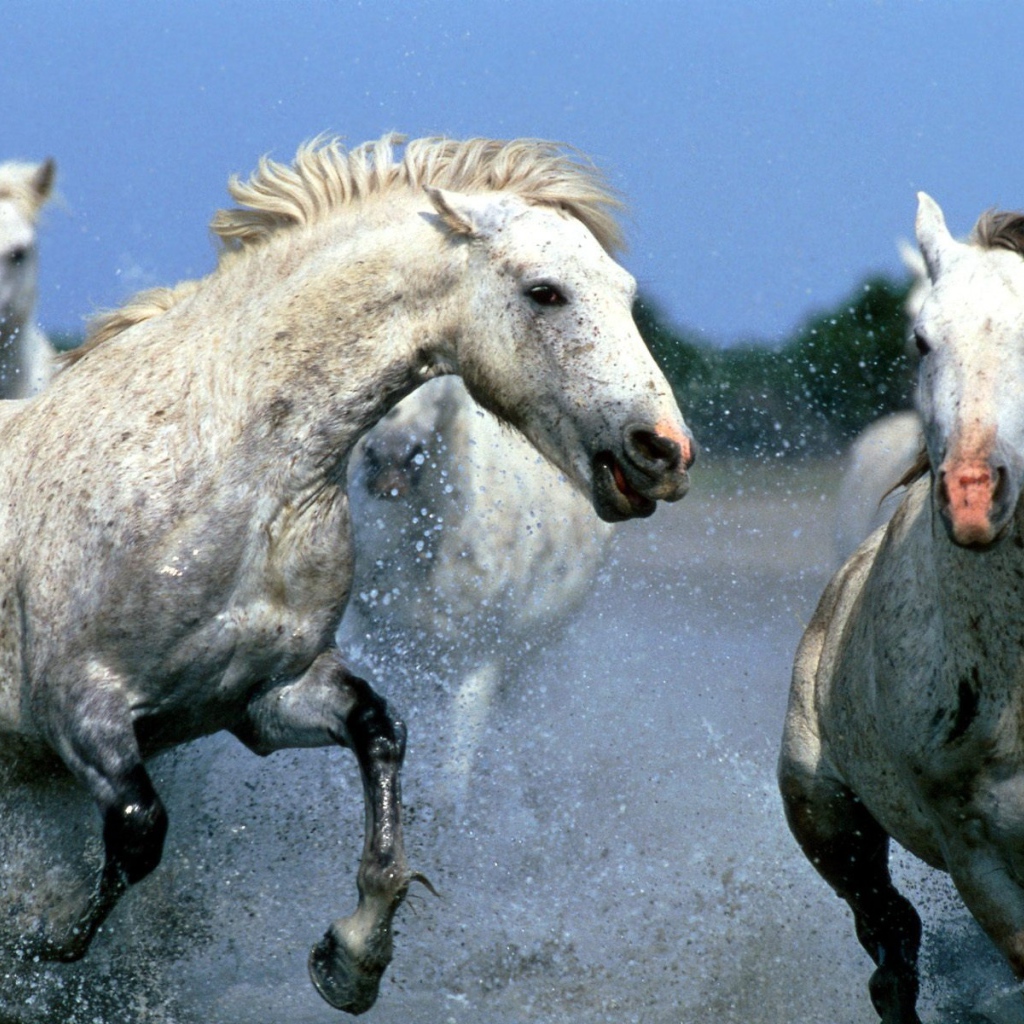 Вечерняя прогулка