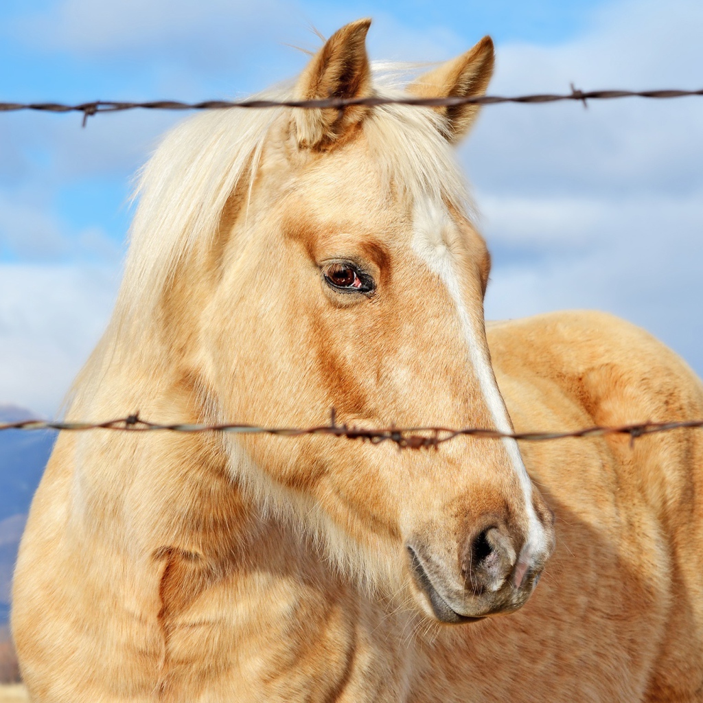 Лучшая лошадь