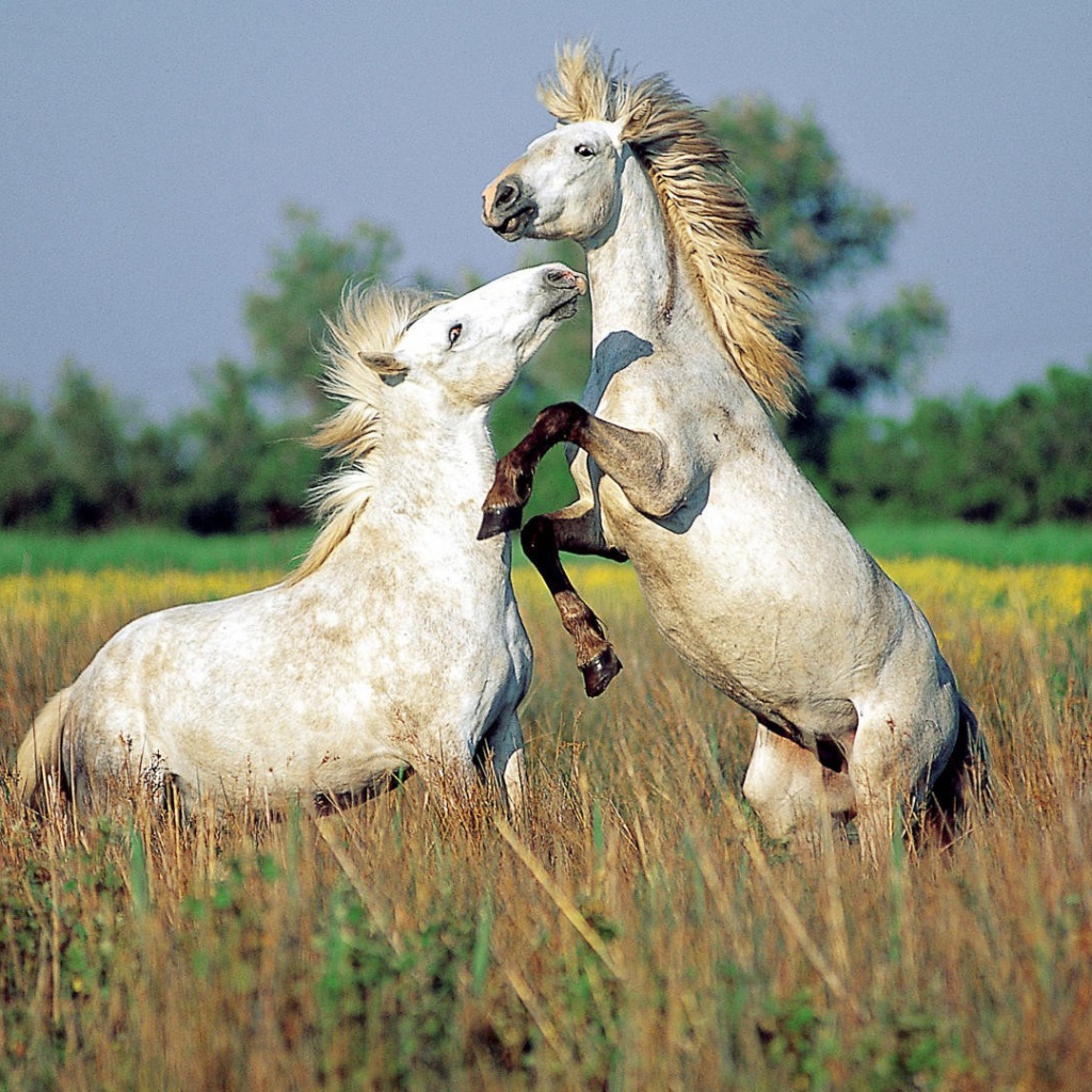 Драка лошадей