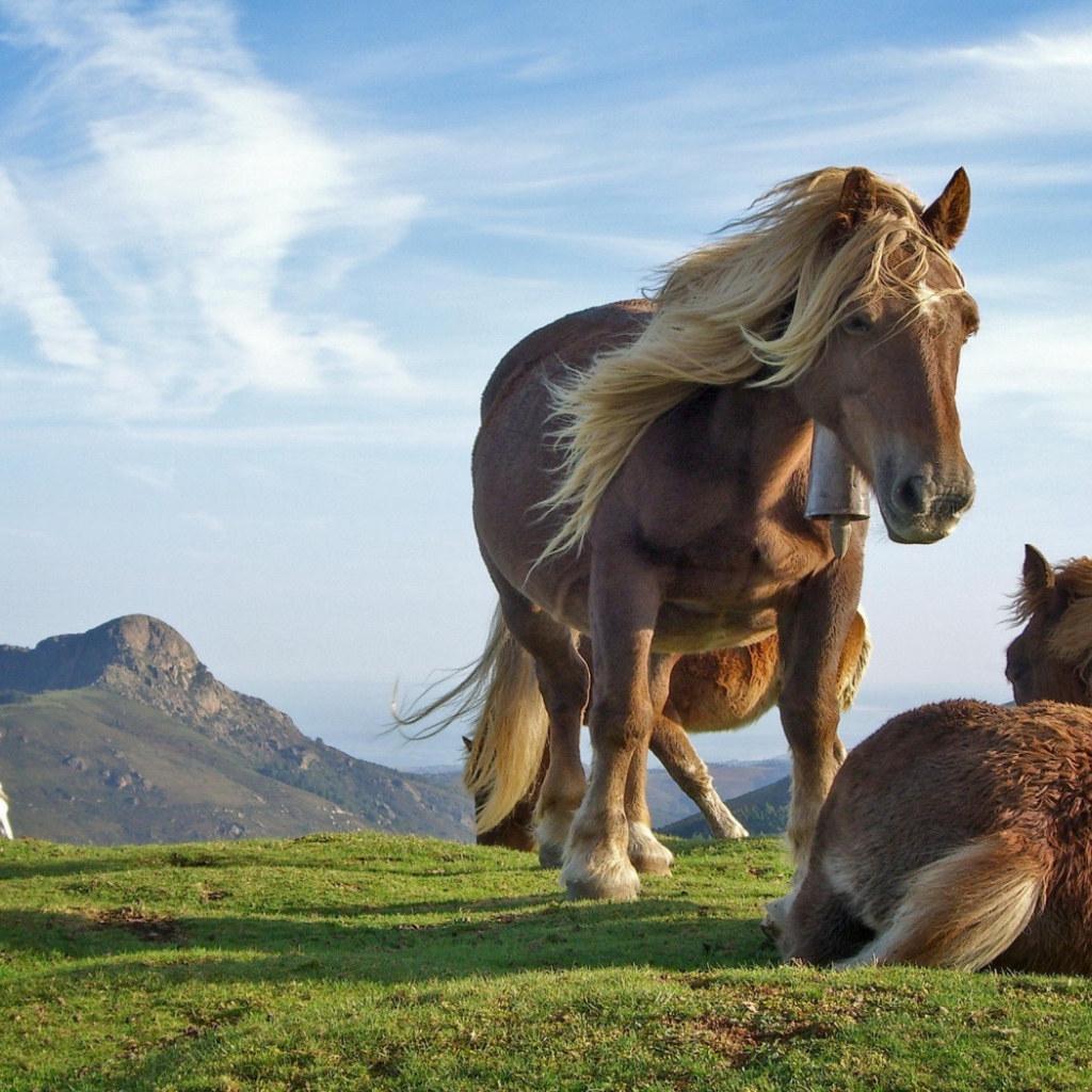 Лошади на холме