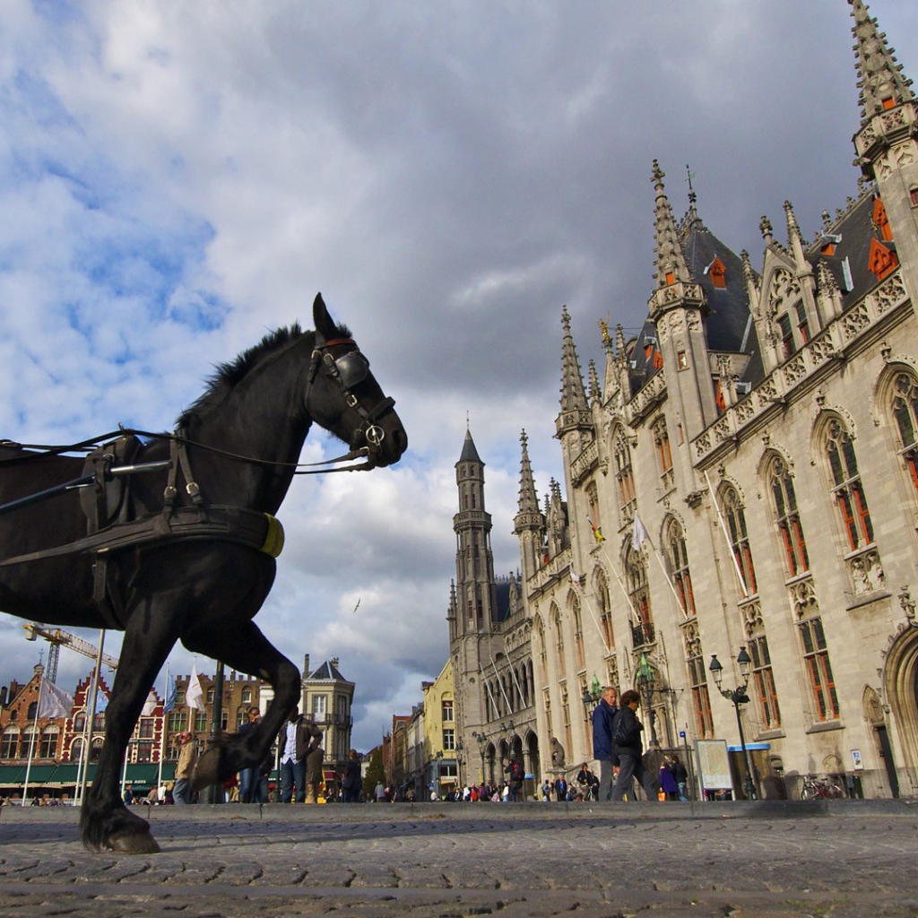 Лошадь в городе