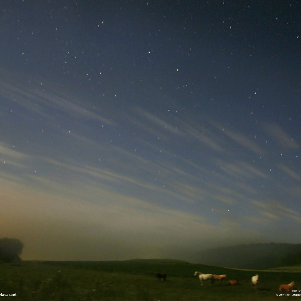 Лошади под звездным небом