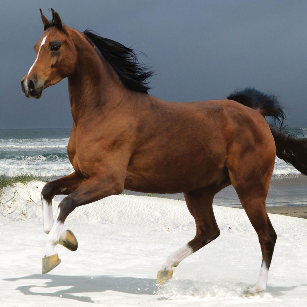 Лошадь на пляже