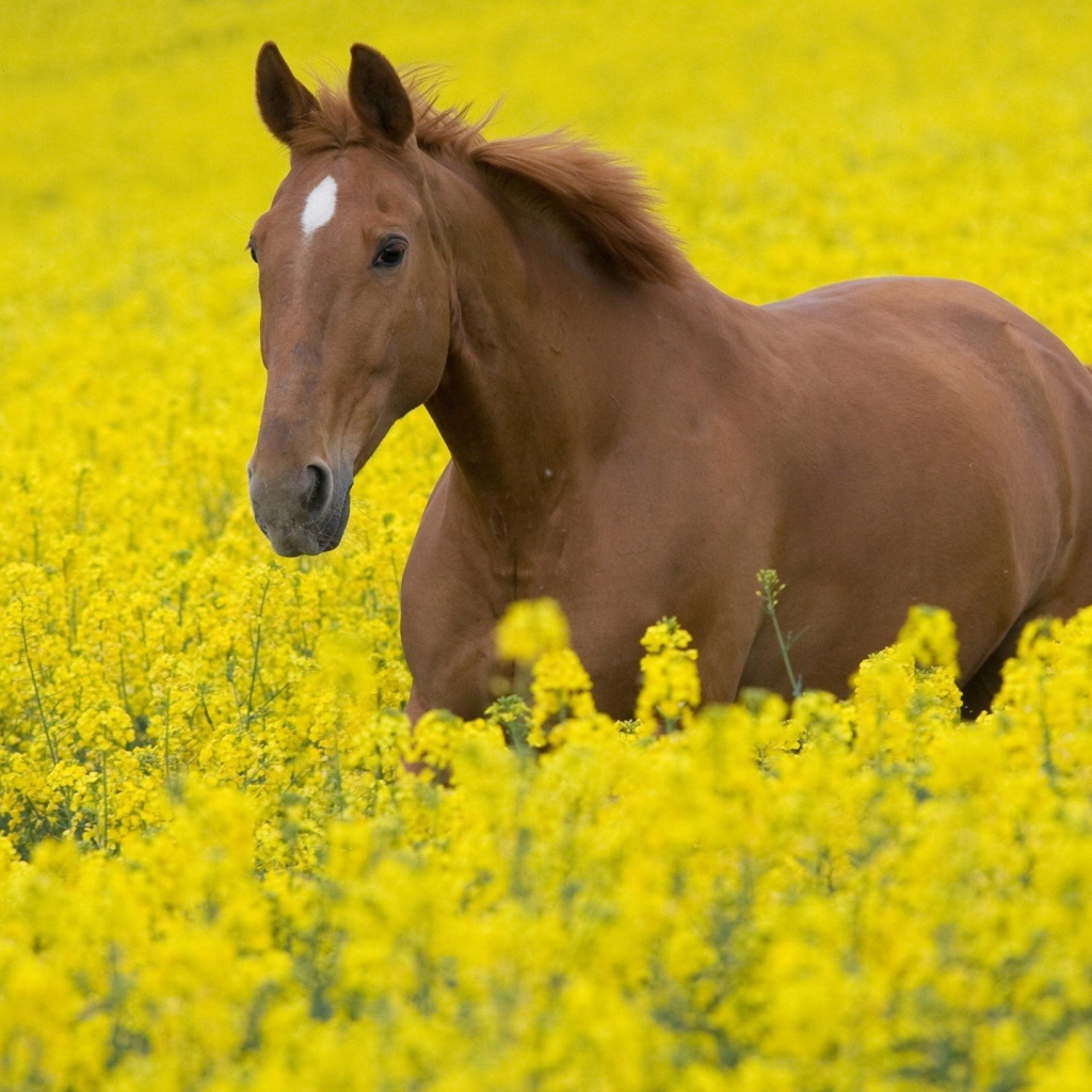 Желтая лошадь. Кони на природе. Лошадь с желтыми глазами. Прекрасные животные на поле.