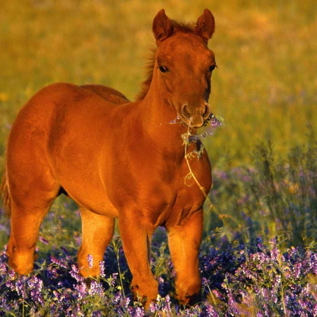 Лошадь с цветком