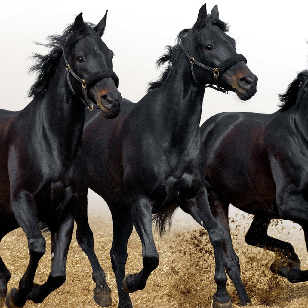 Три черных коня