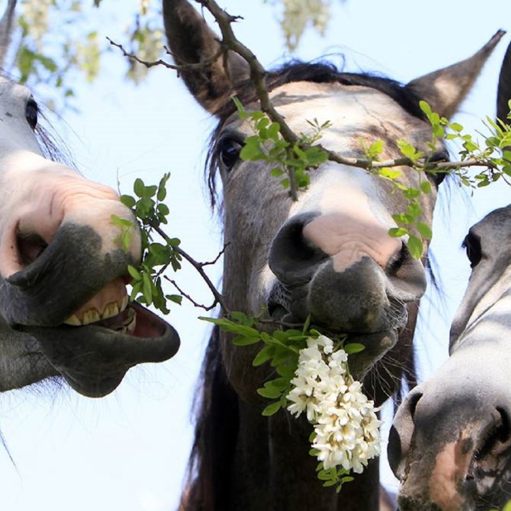 Тройка лошадей