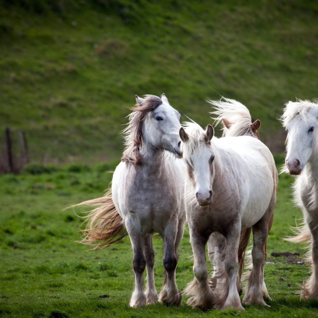 Тройка белых лошадей