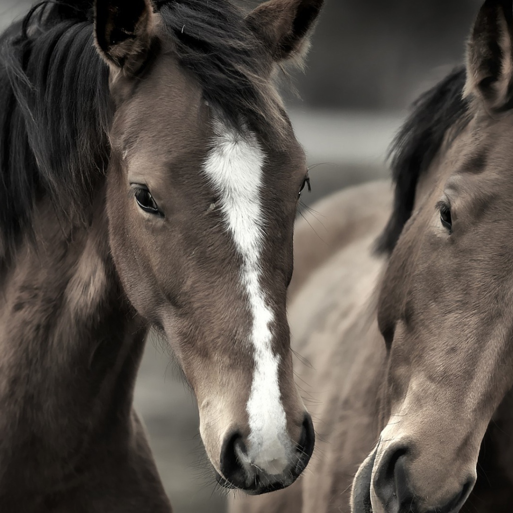 Два роскошных коня