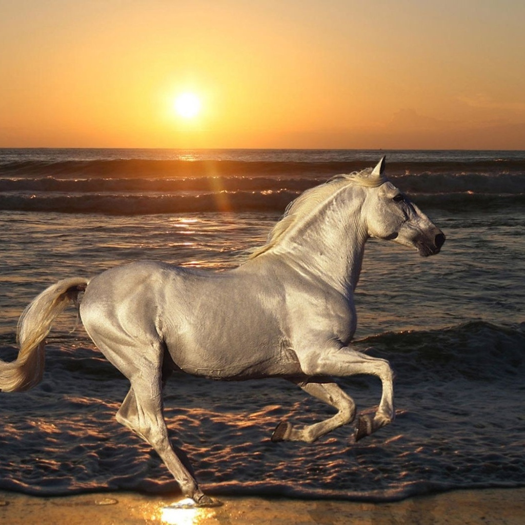 Белая лошадь на пляже