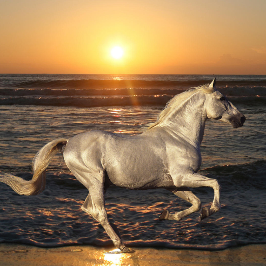 Белая лошадь скачет по пляжу
