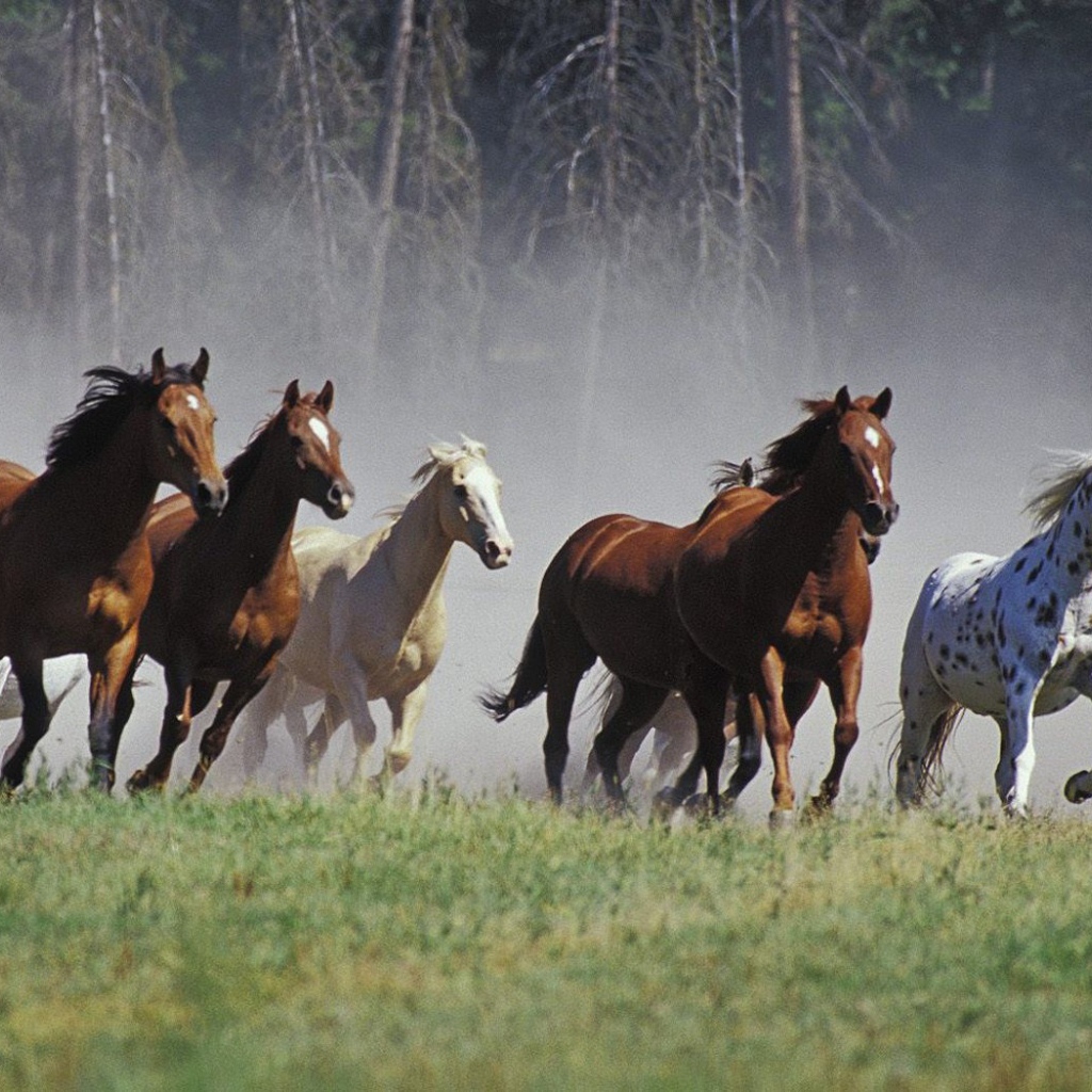 Табун лошадей