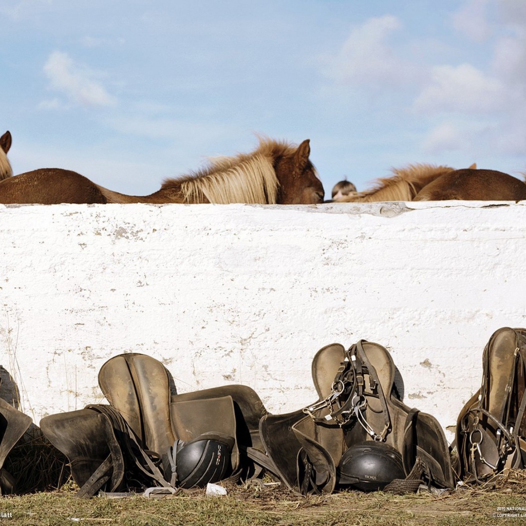 Лошади и седла