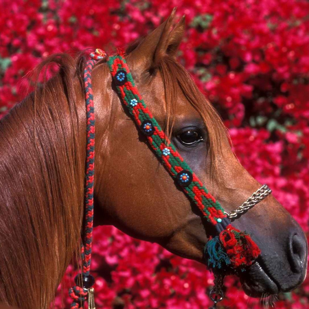 Голова лошади