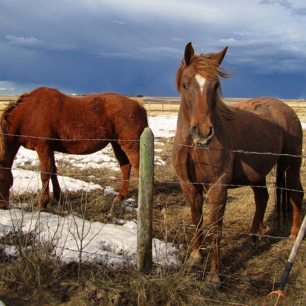 Лошади на весеннем пастбище