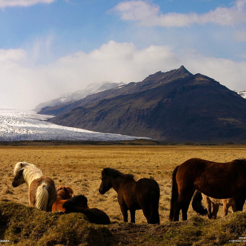 Лошади в горах