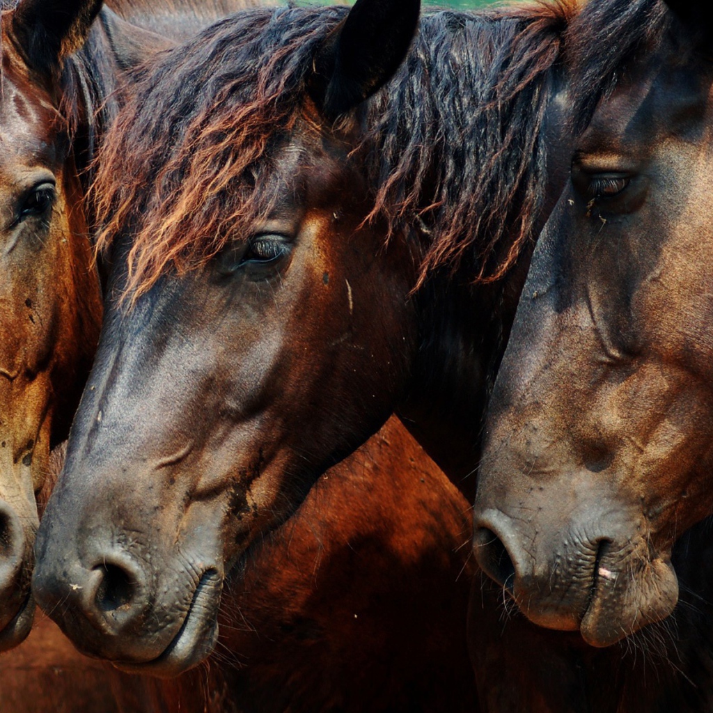 Головы трех лошадей