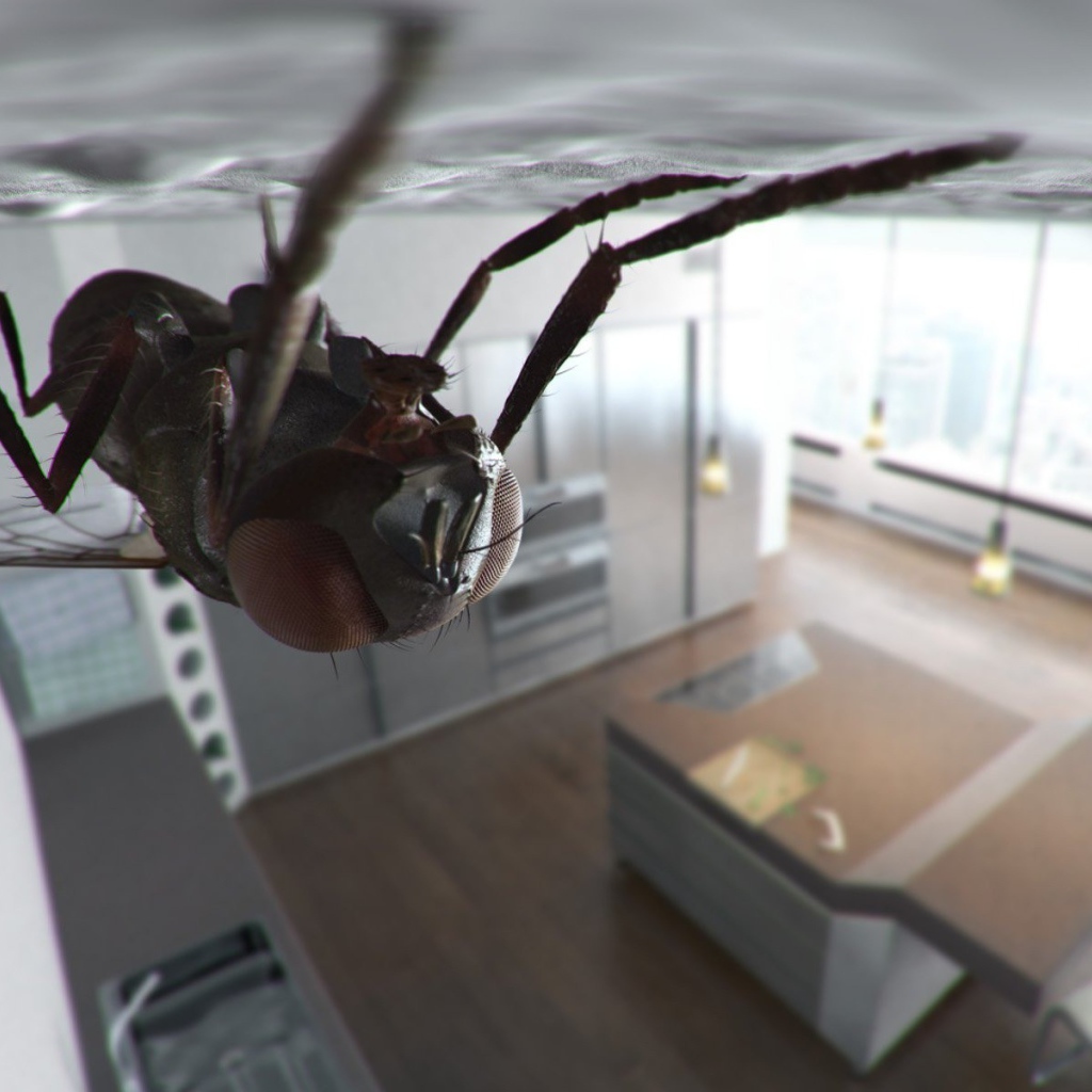 Муха сидит на потолке