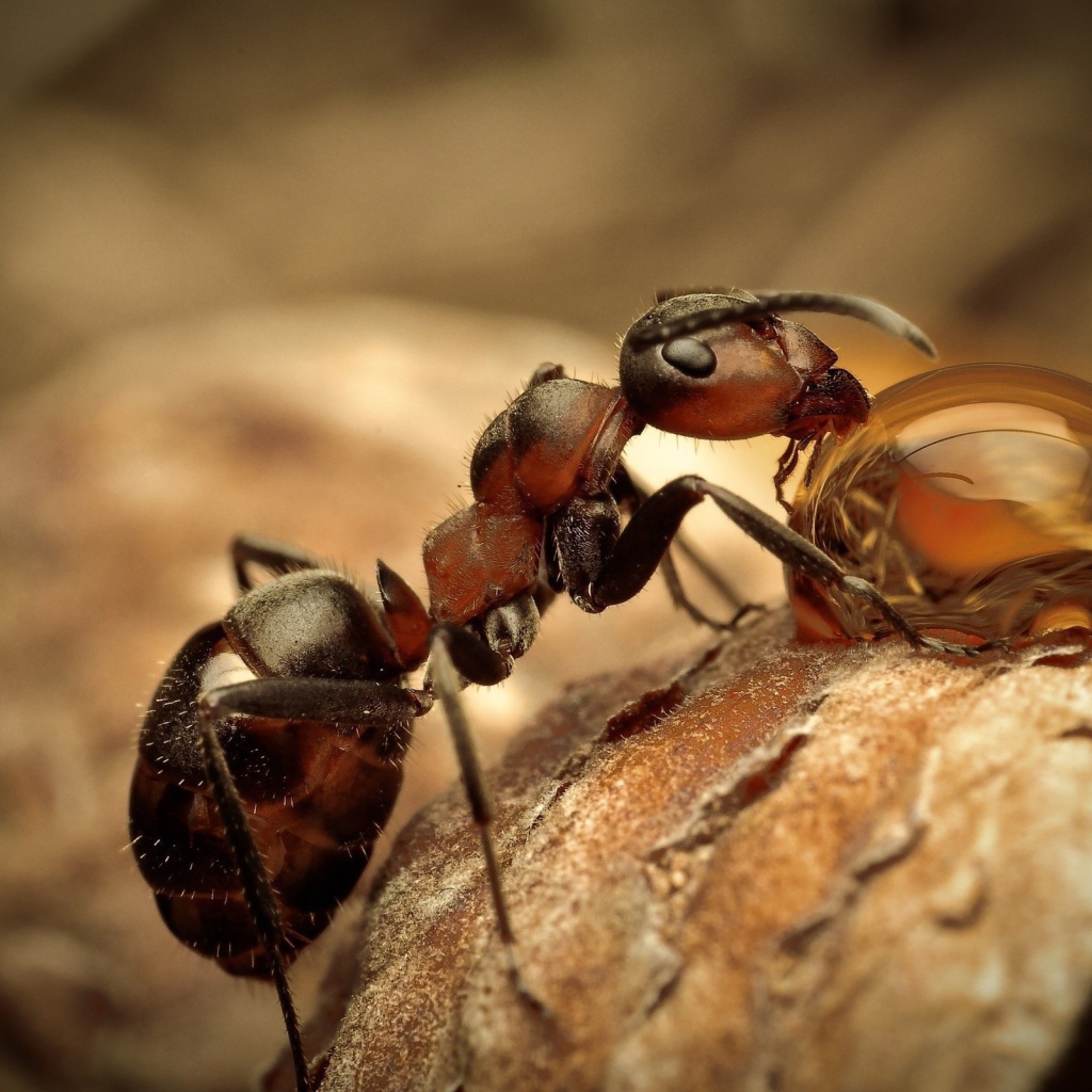 Муравей пьет воду