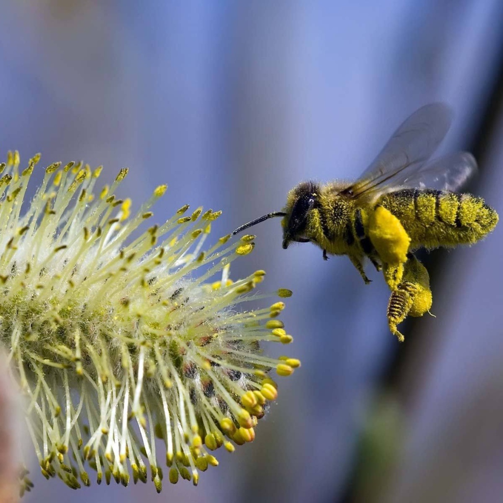 Пчела в полете