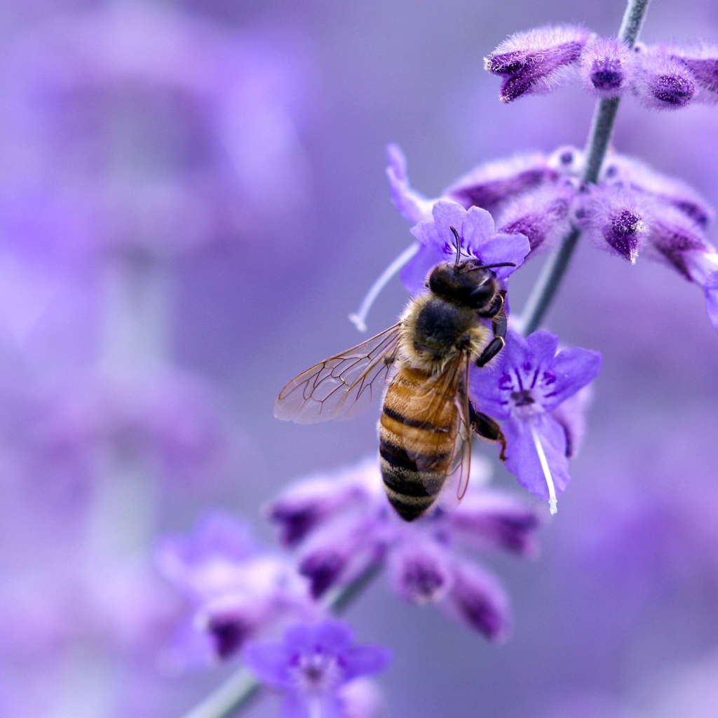 Пчела на синем цветке