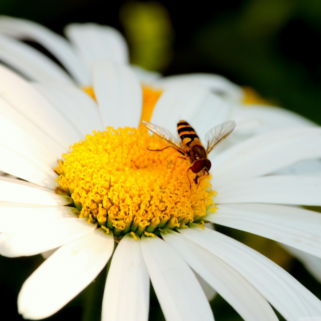 Пчела на ромашке