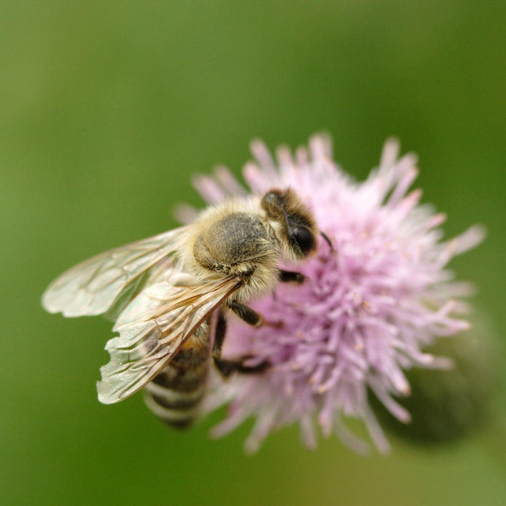 Пчела на клевере