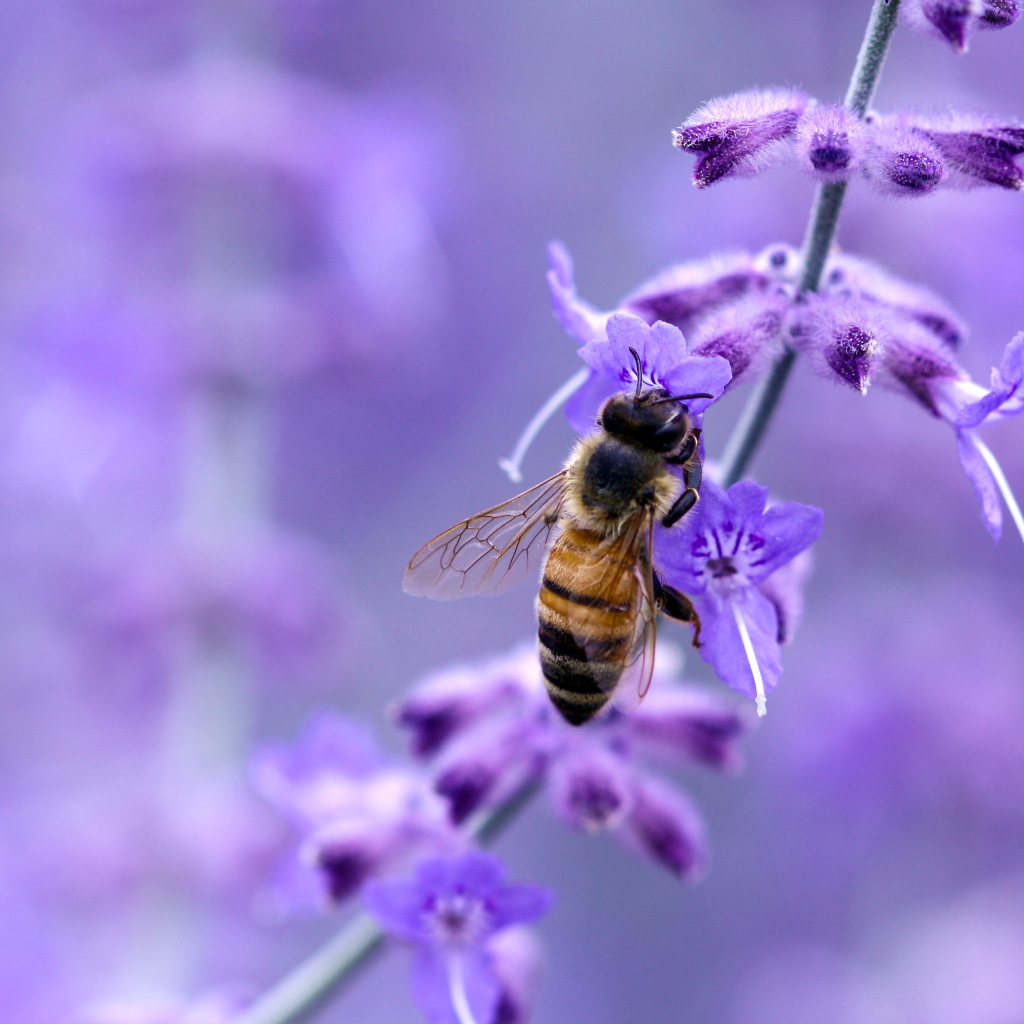 Пчела на фиолетовом цветке
