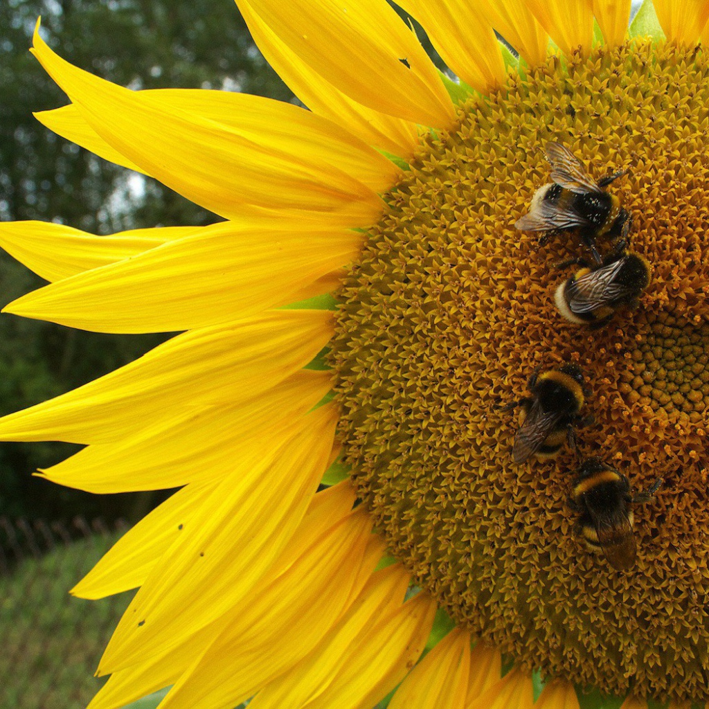 Пчелы на подсолнухе