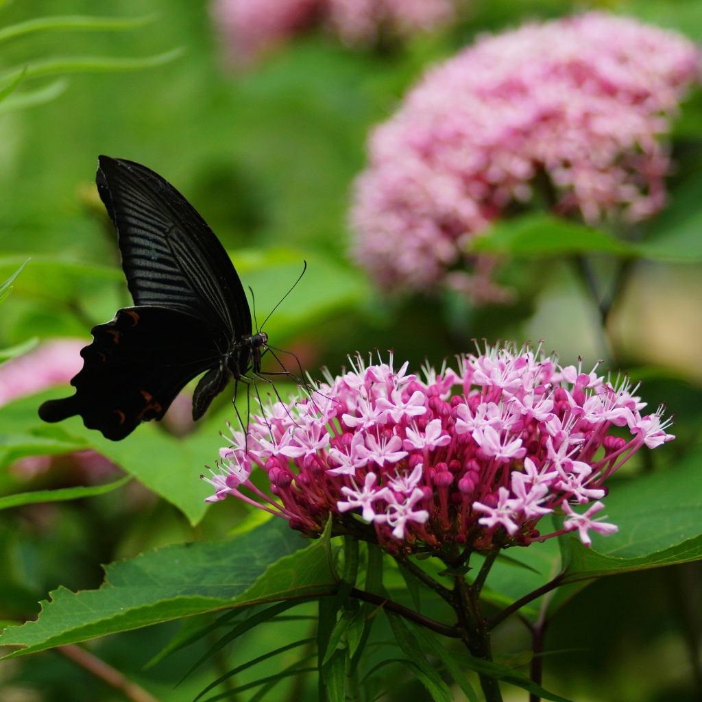 Черная бабочка