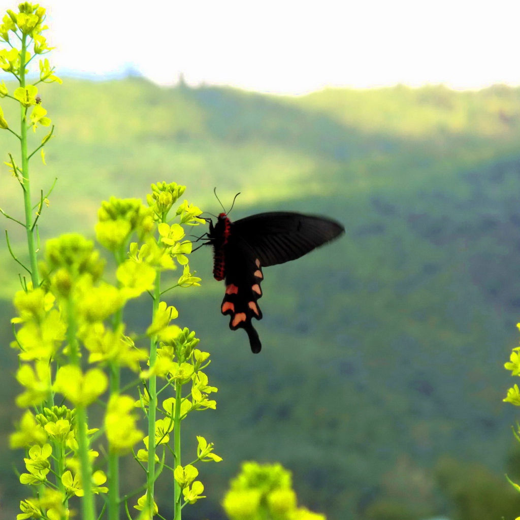 Черная бабочка на желтом цветке