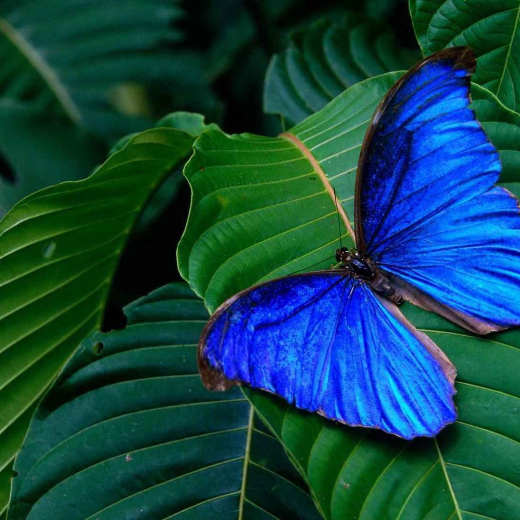Синяя бабочка