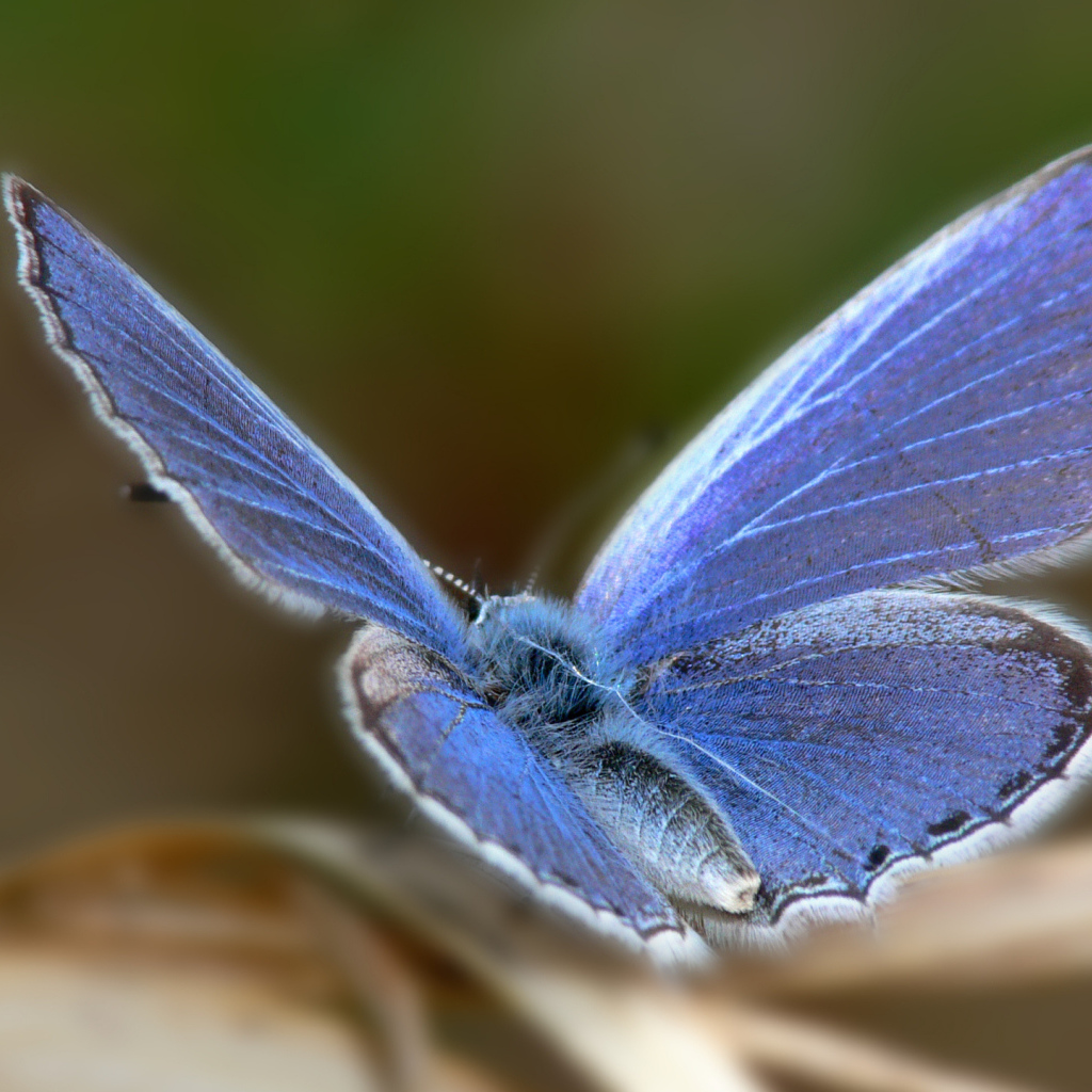 Голубая бабочка