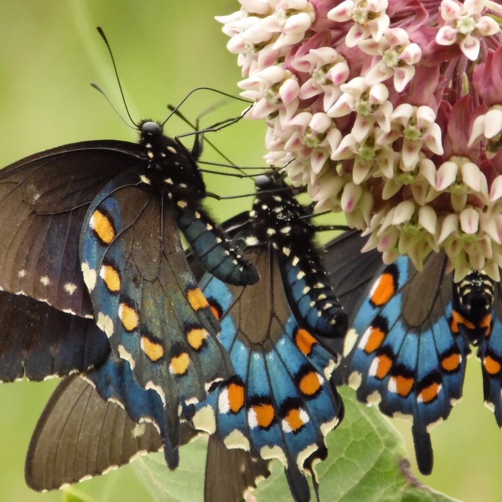 Бабочки слетелись на цветок